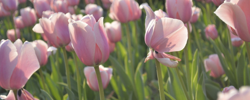 康乃馨播种苗很容易倒怎么办（刚移栽的康乃馨幼苗怎么管理）