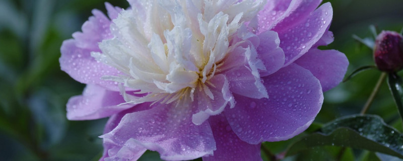 芍药的春季养护及管理 芍药的秋冬季管理