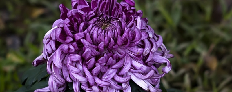 菊花夏天可以移栽吗 菊花这个季节能移栽吗