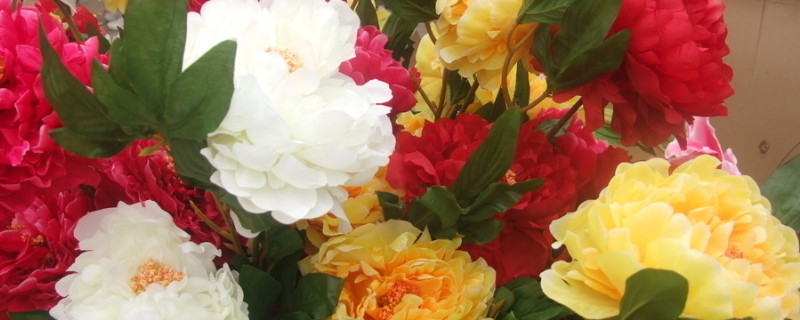 牡丹花夏天开花吗(牡丹花是在春天还是夏天开的)