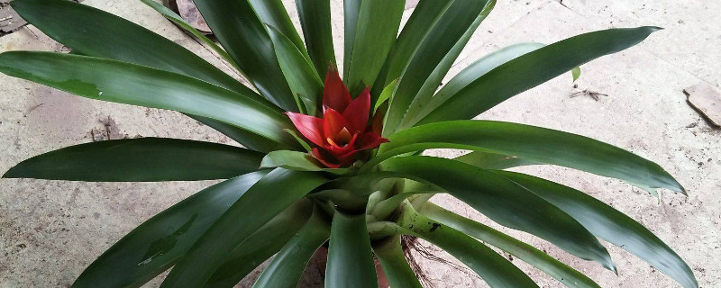 鸿运当头怎么管理(鸿运当头怎么管理怎么浇水)