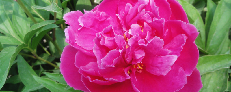 芍药怎休眠期得多长时间 芍药花冬天要休眠多少时间