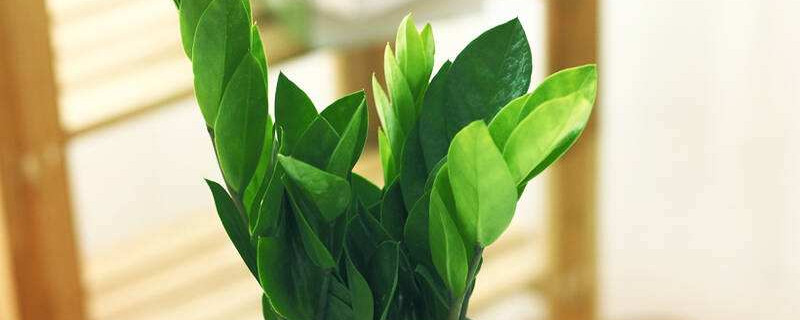 金钱树叶子发黄叶杆枯萎怎么回事 金钱树叶子发黄干枯是怎么回事