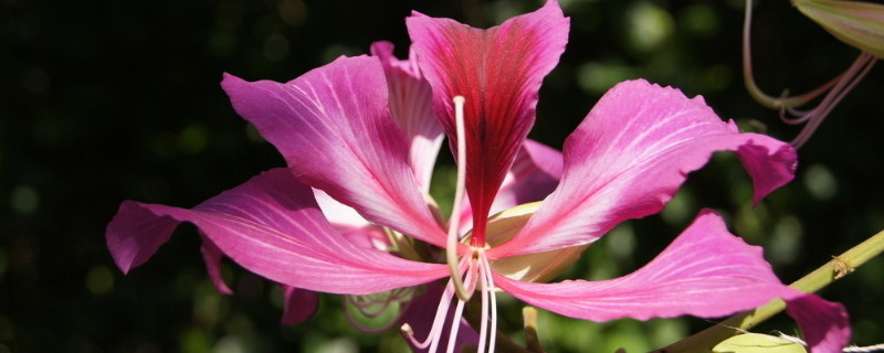 紫荆花干枯怎么办（紫荆枯萎病）