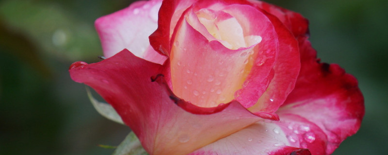 月季花什么时候开 月季花什么时候开花的,大概几点