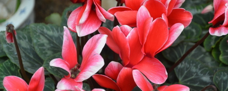 迎客来花为什么蔫了（迎春花换盆后打蔫了）