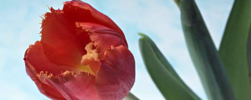 水养郁金香怎么会蔫了（水养的郁金香不开花）