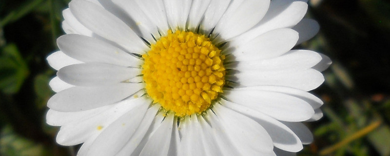 菊花长虫子怎么办（菊花怎么会长虫子）