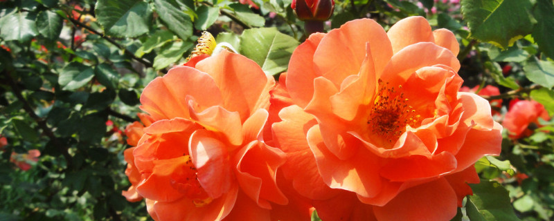 月季只发芽不开花（月季花不发芽是怎么回事）