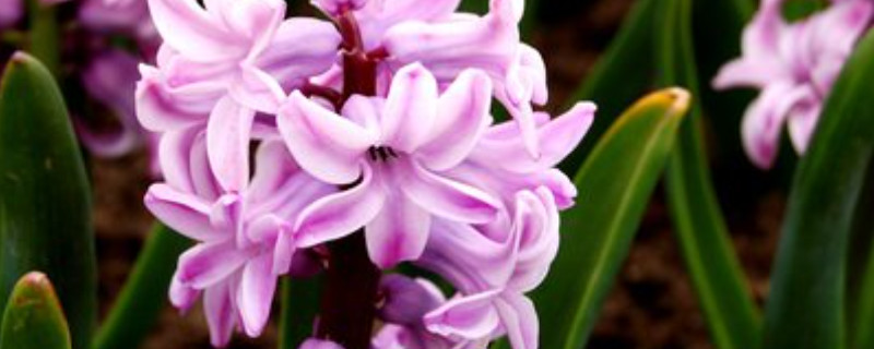 风信子是花吗（风信子的花是什么样的）