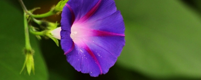 牵牛花如何剪不让它爬藤 牵牛花要不要爬藤