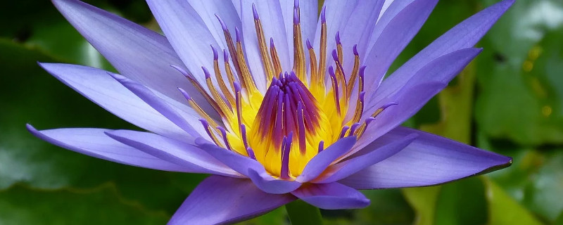 荷花适宜什么时候移植（荷花什么时候栽合适）