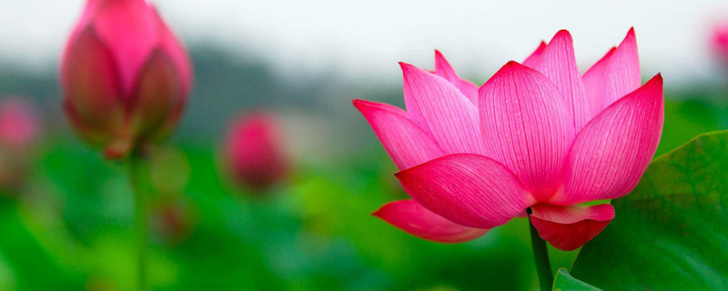 荷花在办公室怎么养 办公室养荷花风水好吗