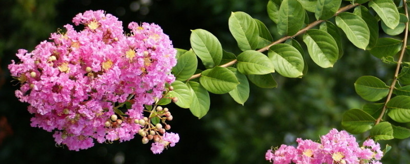 紫荆花盆栽用什么土（盆栽紫荆花怎么养）