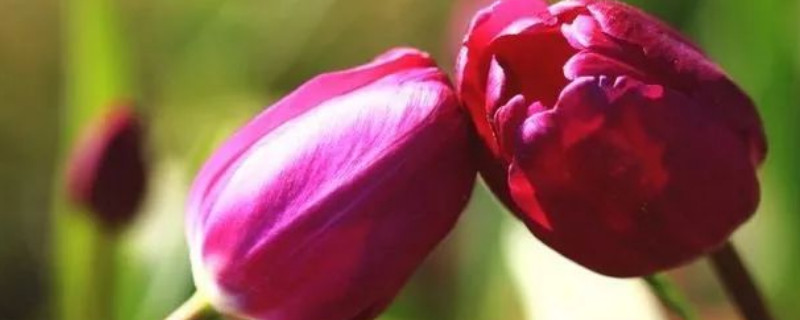 郁金香送多少支合适（送郁金香送多少朵合适）