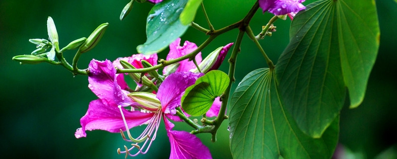 紫荆花的移栽时间 紫荆花移栽后多会开花