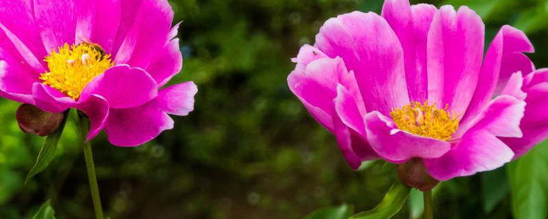 芍药花是耐寒还是耐涝 芍药耐寒吗?