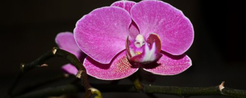 蝴蝶兰的颜色为什么会变成浅色 蝴蝶兰花颜色变淡