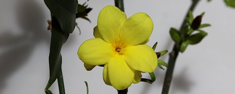迎春花与一般的花不同在哪呢（迎春花和迎春花的区别）