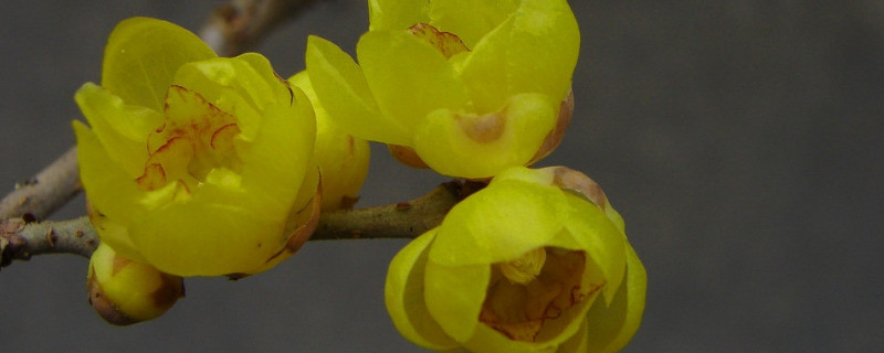 腊梅鲜切花能养几天 鲜切腊梅花怎么养