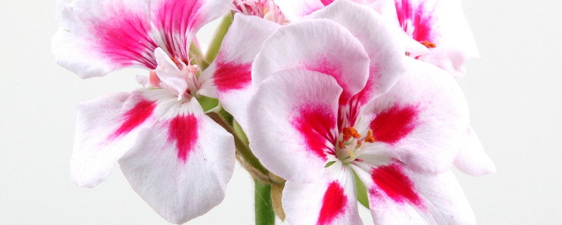 天竺葵冬天怎么养（天竺葵冬天的养殖方法和注意事项）