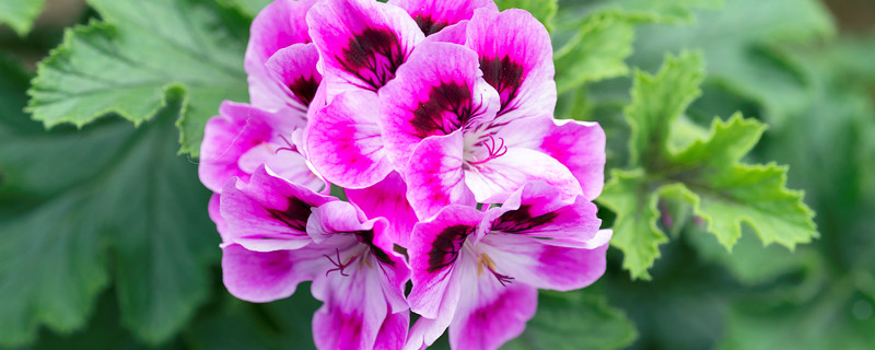 天竺葵怎么掐尖（天竺葵几个叶子掐心）