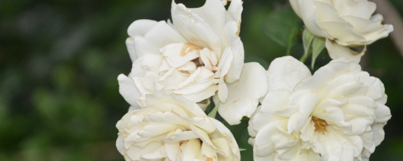 月季有种子吗（玫瑰月季有种子吗）