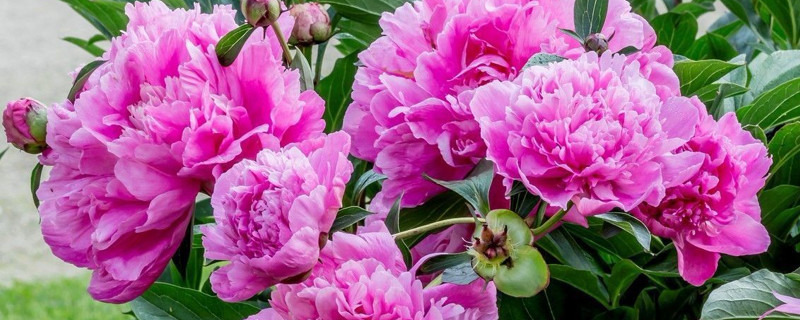 芍药花开花后怎么处理（芍药花开完花后怎么处理）