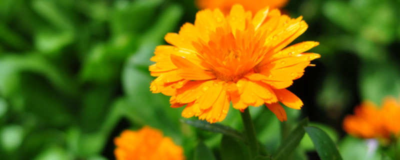 雏菊怎么种（雏菊怎么种植方法）