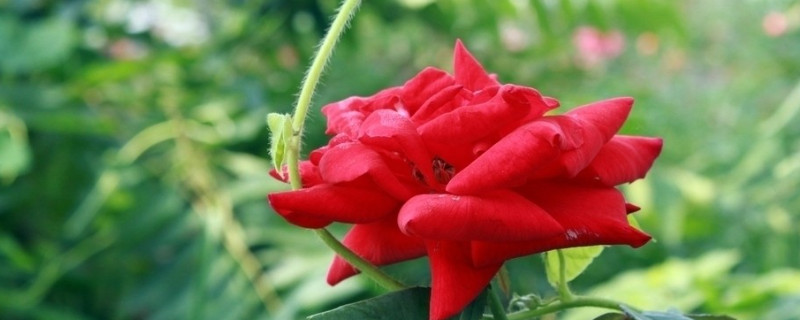 玫瑰花的养殖方法和注意事项 盆栽玫瑰花的养殖方法和注意事项