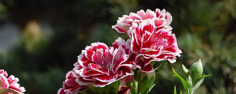 康乃馨刚刚栽的怎么浇水施肥(刚栽的康乃馨要浇水吗)