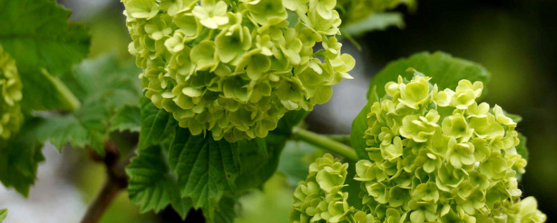 绣球花喜欢太阳吗 绣球花不喜欢阳光吗