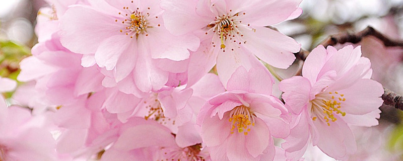 樱花夏天开吗（樱花冬天开吗）