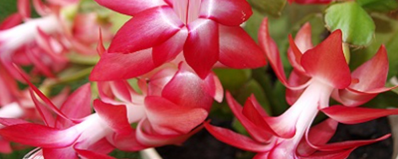 蟹爪兰有毒吗适合室内养吗 蟹爪兰可以放在室内吗对人体有害吗