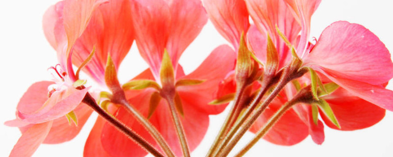 天竺葵如何摘心 天竺葵幼苗什么时候摘心