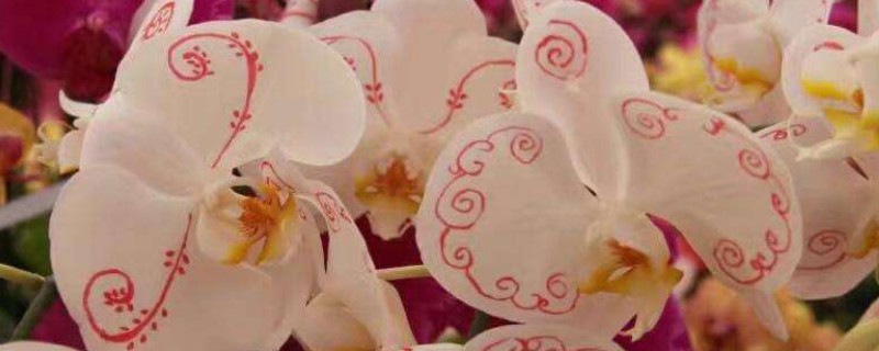 蝴蝶兰花不晒太阳行吗(蝴蝶兰不晒太阳能开花吗)