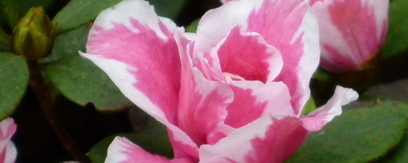 什么是腊皮杜鹃(什么是腊皮杜鹃花)