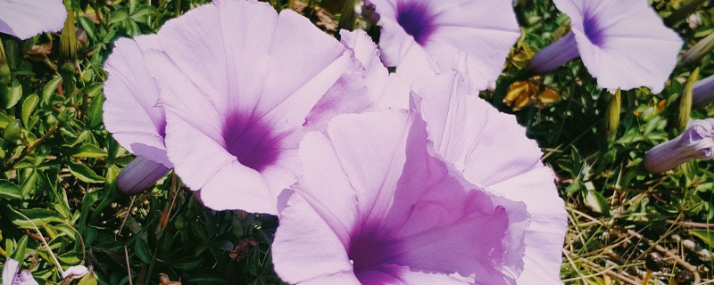 牵牛花种子种下去了多久浇水（牵牛花种子怎么浇水）