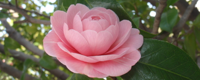 茶花春天不发芽怎么办 春天茶花不发新芽怎么办