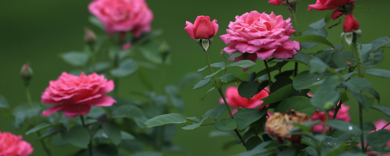 月季花冬季几月修剪（月季花冬天几月修剪）