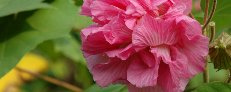 芙蓉花需要光吗 芙蓉花怕阳光直射吗