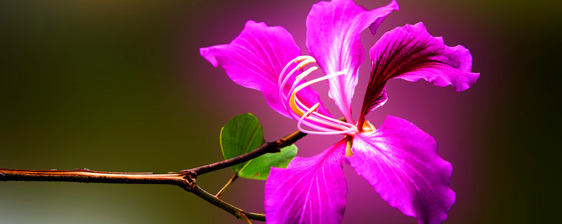 紫荆花什么时候修剪 紫荆种植什么时候剪枝