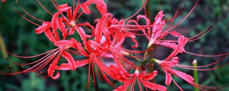 彼岸花能在冬天种吗 彼岸花冬天会开花吗