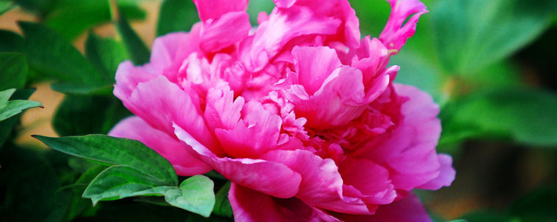 牡丹花花期施什么肥(牡丹花什么时候施肥施什么肥)