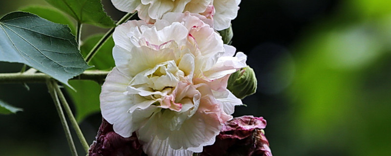 芙蓉花夏天的养殖方法（芙蓉花夏季的养殖方法）