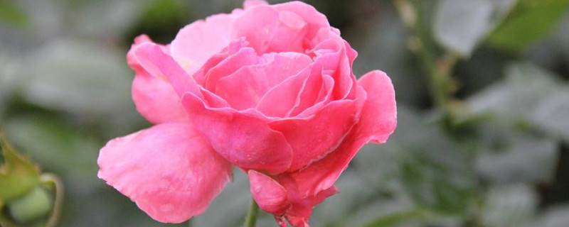 爬藤月季花盆栽怎么养（怎样养爬藤月季花）