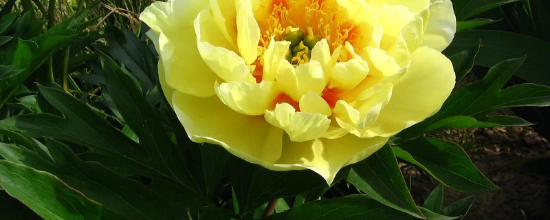 牡丹花北方能养活吗 牡丹花在北方能养活吗