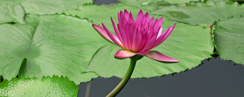 池塘荷花怎么种 池塘里面怎样栽植荷花