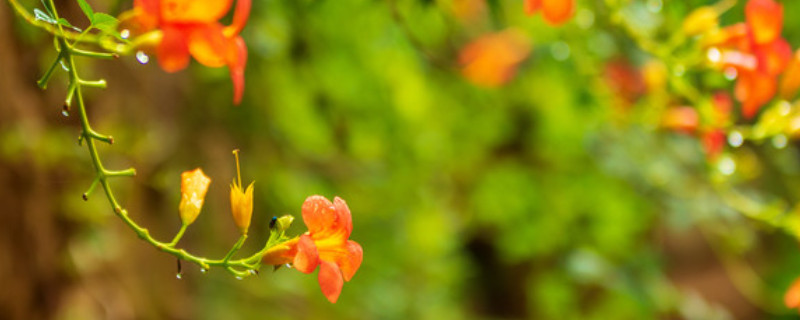 凌霄花怎么修剪（盆栽凌霄花怎么修剪）