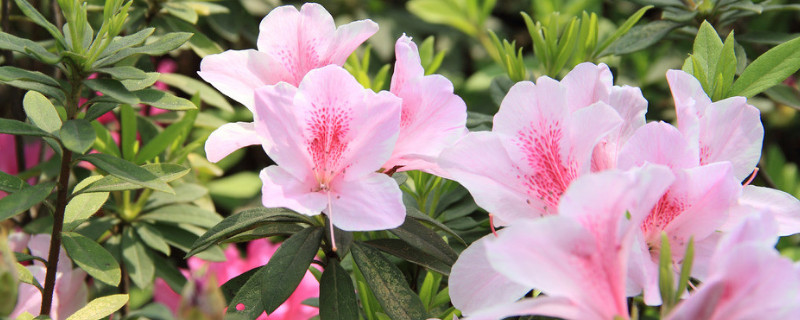 怎样养杜鹃花才能有花蕾 杜鹃花有花苞怎么养